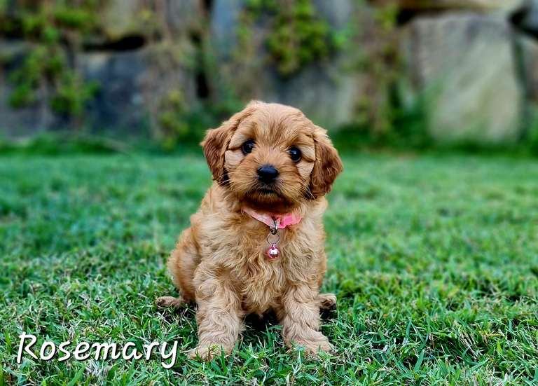 Meet Rosemary, this petite sized pup has the sweet and loving personality of her mother, and her father's curious nature. Rosemary has been exploring the greater world with her siblings and is loving engaging with new things and playing with others. Like her parents, Rosemary is affectionate and enjoys being around people. She responds well to lots of interaction and attention, gets excited when she sees you out and about outside. Rosemary would suit a home where there are people and another fur friend around a lot so she can be close to her family. We expect Rosemary to grow to be between 4 to 6kgs when fully grown. 