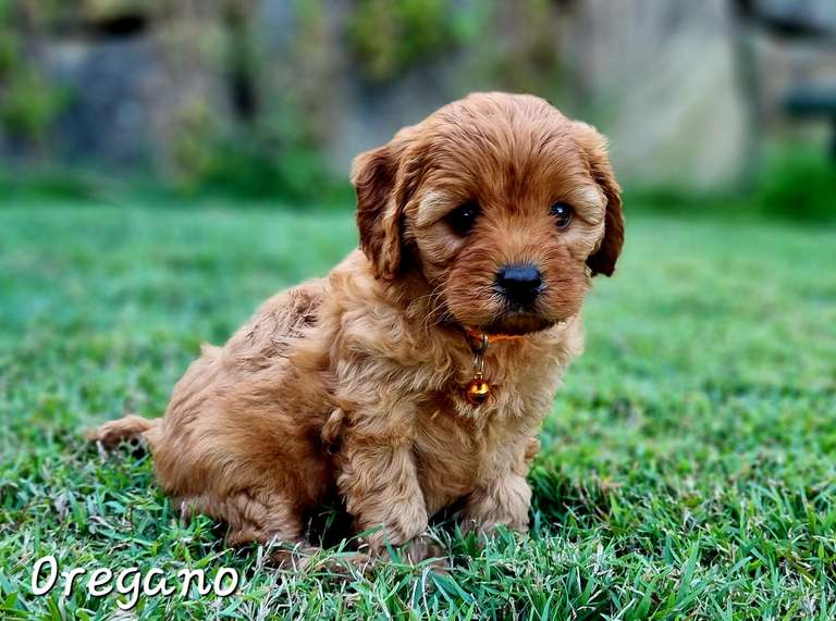 Meet Oregano, this handsome pup has the calm and easy going personality of his mother, and his father's gentle demeanour. He loves having fun and playing with his siblings and people, he especially loves playing with little people. Oregano has been exploring the greater world with his siblings and is loving experiencing and learning new things. Like his parents, Oregano is placid and playful and enjoys being around people. Oregano would suit a home where he has fur friends to play with, and would also do well if there were little people in his new home. We expect Oregano to grow to be between 4 to 6kgs when fully grown.