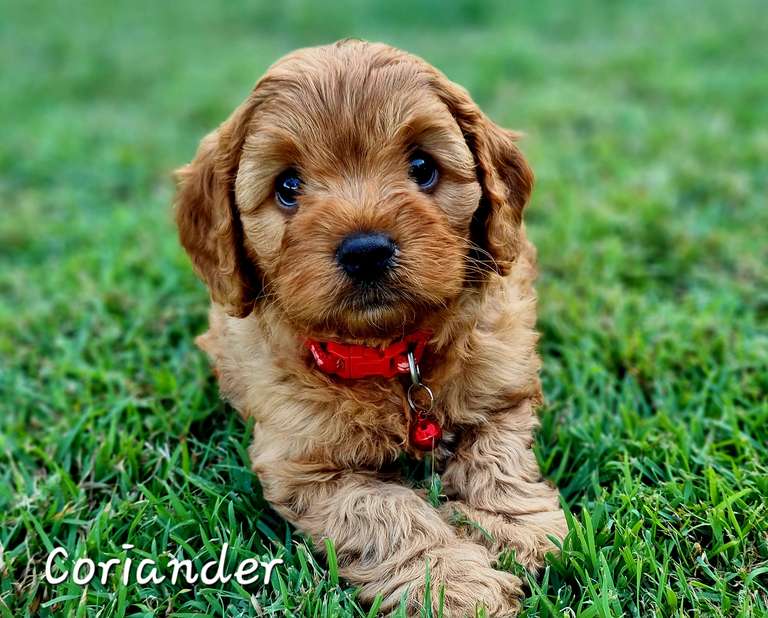Meet Coriander, this loving and playful pup has the intelligent and affectionate personality of his mother, and his father's energetic and curious nature. Coriander has been exploring the greater world with his siblings and is loving experiencing and learning new things. Like his parents, Coriander is cuddly and enjoys being around people. He loves nothing more than being close to you, being played with toys or receiving gentle strokes when he is curled up on your lap. Coriander would suit a home where people are around a lot, and where he has a fur friend to keep him company. We expect Coriander to grow to be between 4 to 6kgs when fully grown. 